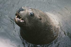 sea lion on the rocks in the pood photo