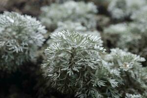 Chinese Wormwoods Slilver Leaves on the branches photo