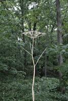 dry plant and tree in forest photo