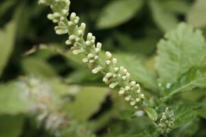 close up of a flower of a Aloysia virgata photo