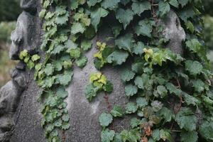 green moss on the wall photo