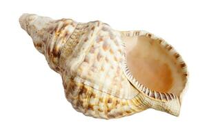 empty sea shell of charonia mollusk isolated photo