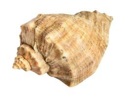 dried sea shell of rapana mollusk isolated photo