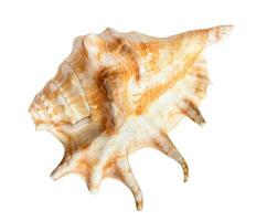 dried sea shell of spider conch isolated on white photo