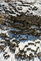 bottom view of basalt columns in Garni gorge photo