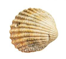 dried sea shell of clam mollusc isolated on white photo