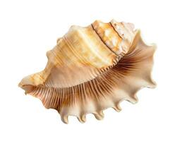 empty sea shell of conch mollusk isolated on white photo