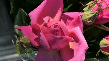 roses with green leaves photo