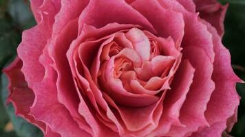 a close up of a large red rose photo