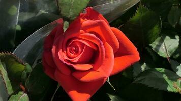 roses with green leaves photo