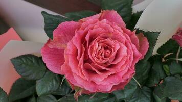 a close up of a large red rose photo