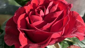 a close up of a large red rose photo