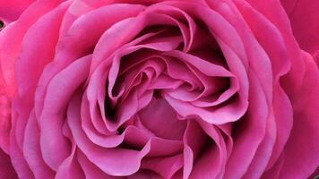 a close up of a large red rose photo