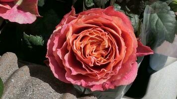 a close up of a large red rose photo