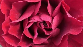 un cerca arriba de un grande rojo Rosa foto