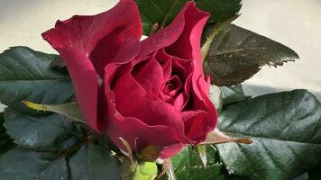 a close up of a large red rose photo