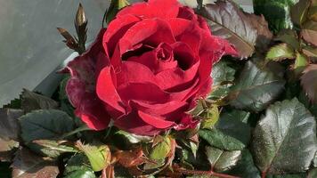 a close up of a large red rose photo