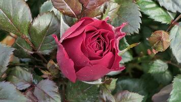 un cerca arriba de un grande rojo Rosa foto