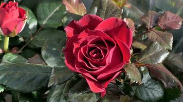 a close up of a large red rose photo