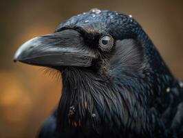 Rook bird portrait AI Generated photo