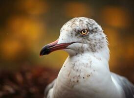 Gull bird portrait AI Generated photo