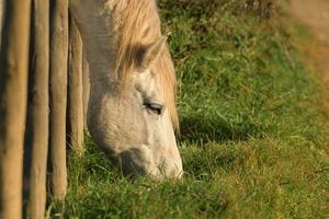 caballos comiendo Fresco heno Entre el barras de un de madera cerca. foto