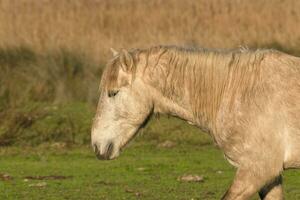 old gray horse in the field photo