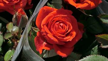 roses with green leaves photo