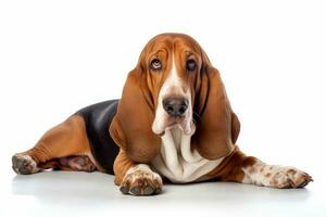 Photo of a contented Basset Hound in a relaxed pose on a clean white backdrop. Generative AI