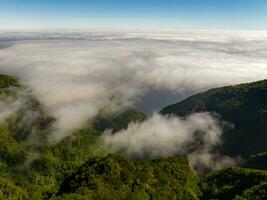 Fanal Forest - Seixal, Portugal photo