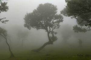 Fanal Forest - Seixal, Portugal photo