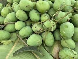 A pile of mangoes that are still fresh because they have just been harvested from the tree photo