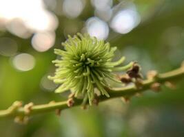 Such beautiful macro shots of flowers and leaves photo