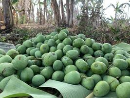 A pile of mangoes that are still fresh because they have just been harvested from the tree photo