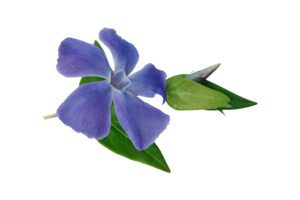 aislado flor, azul, amarillo, rosado png