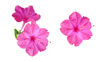 aislado flor rosado png