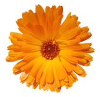 flower with orange petals isolated. Ideal image to stage aroma, fragrance, or long-lasting and intense freshness png