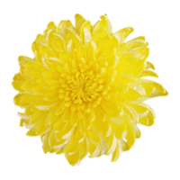 isolé dahlia fleur Jaune chrysanthème png