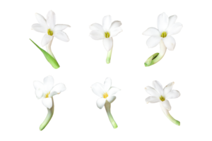 Set of white Tuberose or Rajnigandha flowers isolated on a transparent background. Clipping path included png