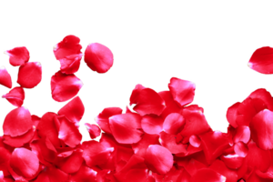 Red rose petals isolated on a transparent background with copy space for your text, png