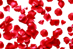 Floating red rose petals isolated on a transparent background, Beautiful rose flower petals on a transparent background png