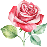 rosado Rosa acuarela.ai generado png