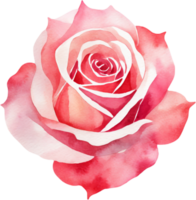 Rosa rosa aquarela.ai gerado png