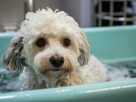 Serene dog enjoying a massage at a pet spa AI Generative photo