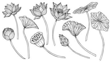 Lotus vector set. Linear drawing with flowers and leaves in black and white colors. Engraved illustration of water lily in outline style for spa or Zen design. Monochrome etching for icon or logo