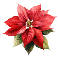 Poinsettia Flower For Christmas Event. Watercolor Style. AI Generated png