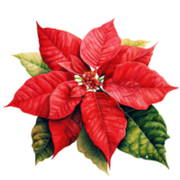 Poinsettia Flower For Christmas Event. Watercolor Style. AI Generated png