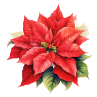 Poinsettia Flower For Christmas Event. Watercolor Style. AI Generated png