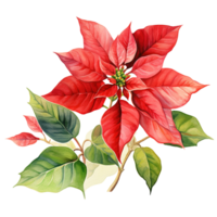 Poinsettia Flower For Christmas Event. Watercolor Style. AI Generated png