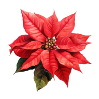 Poinsettia Flower For Christmas Event. Watercolor Style. AI Generated png